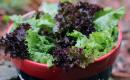 Как заготовить на зиму листья салата: основные способы Как сохранить салатные листья на зиму