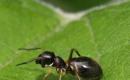 एक महिला के सपने में चींटियाँ किस बारे में चेतावनी देती हैं?