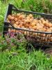 Dates for planting potatoes in different regions of Russia, Ukraine and Belarus The best time to plant potatoes