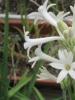 Polyanthes (tuberose) gumós (Polyanthes tuberosa) Mi a tuberose