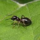 O czym ostrzegają mrówki we śnie kobiety?