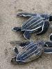 Leatherback turtle habitat food reproduction