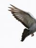 What signs and superstitions exist about pigeons?
