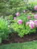 How to plant peonies in autumn and spring