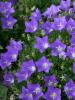 Campanula lactiflora