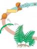 Life cycle of fern development