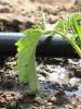 Irrigazione a goccia: dispositivo, principio di funzionamento, installazione, recensioni