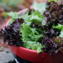 Kā sagatavot salātu lapas ziemai: pamatmetodes Kā saglabāt salātu lapas ziemai