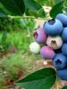 Blueberries - a unique wild berry All about blueberries
