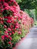 Examples of ornamental shrubs: tree-like and herbaceous Beautifully growing trees and shrubs