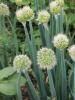 Perennial onions for greens, cultivation features Types of perennial onions for greens